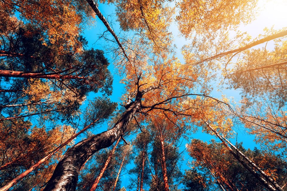 upward photo looking at a blue sky with large trees